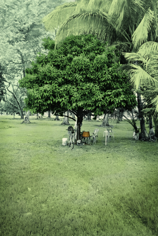 Robert Zhao Renhui, ‘Mangosteen Tree, Old Kallang Airport. Ramanathan, 70, odd job labourer. ’, 2015, Photography, Inkjet print on fabric with hand-tinting, 2902 Gallery