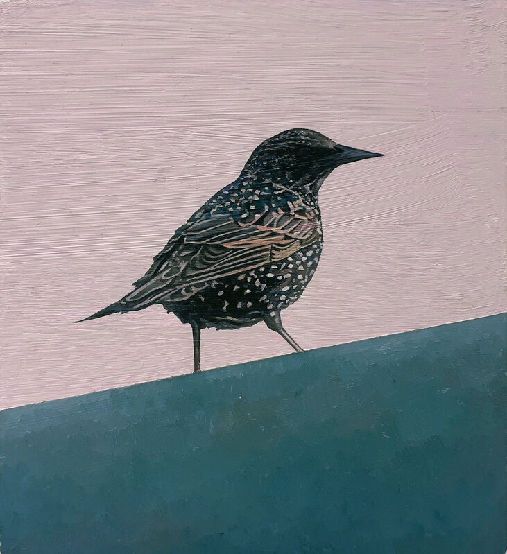 Stephen Earl Rogers, ‘Starling’, 2020, Painting, Oil on Board, Colley Ison Gallery