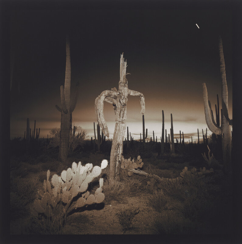 Richard Misrach, ‘Saguaro Cactus’, 1975, Photography, Iris Print, Grob Gallery