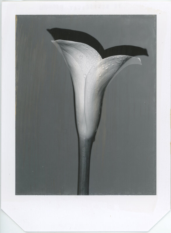 Gian Paolo Barbieri, ‘Calla Lily, Milano’, 2003, Photography, Polaroid Type 55 Positive,  29 ARTS IN PROGRESS gallery 