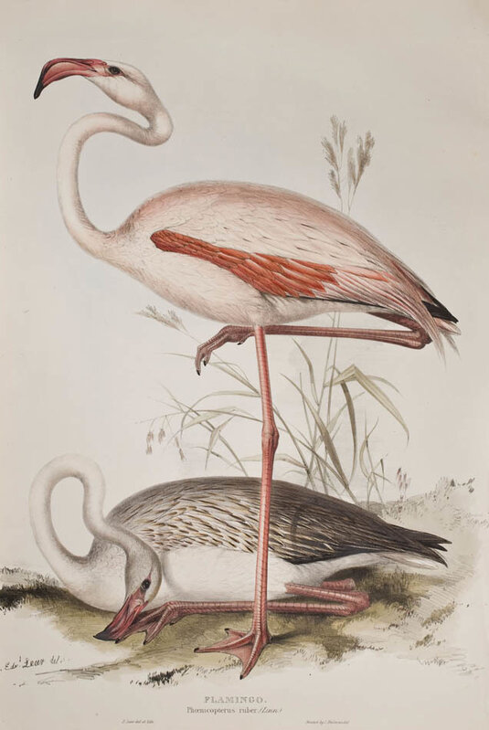 Edward Lear, ‘[A set of Four Wading Birds] Flamingo; Spoonbill; Common Heron; Purple Heron.’, 1837, Print, Hand-coloured lithographed plates, heightened with gum arabic, Shapero Rare Books Limited