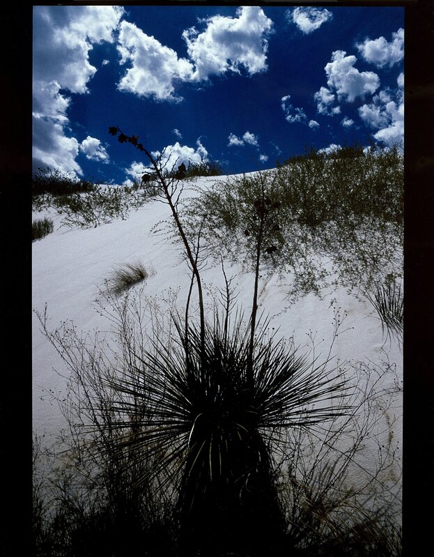 Lucien Clergue, ‘Yuccas, White Sands’, 1985, Photography, Vintage Cibachrome color print., Il Ponte