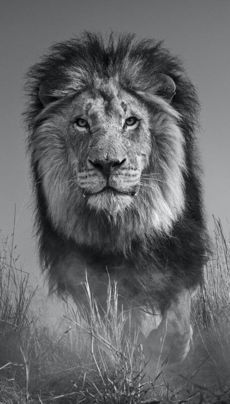 David Yarrow, ‘The King and I’, 2016, Photography, Archival Pigment Print, Griffin Gallery