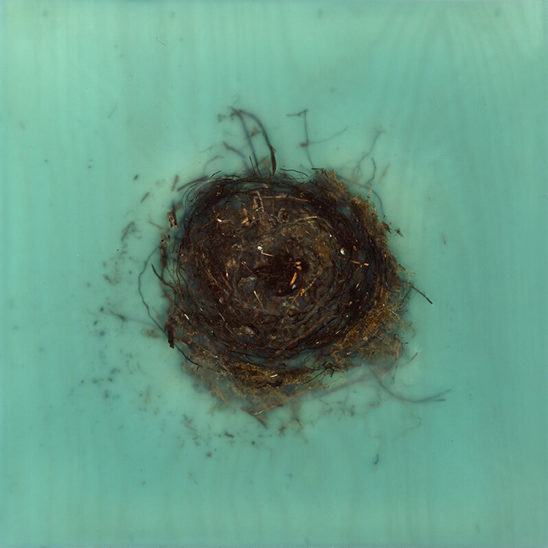 Mayme Kratz, ‘Knot 318’, 2017, Painting, Resin, moss, string, twigs, foliage on panel, Dolby Chadwick Gallery