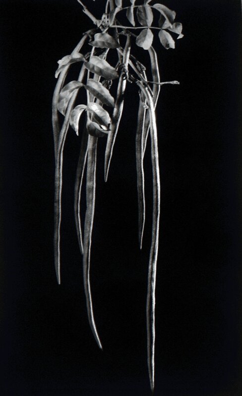 Anatole Saderman, ‘Podranea ricasoliana, fruto, Dama del monte’, ca. 1934, Photography, Vintage gelatin silver print, Vasari