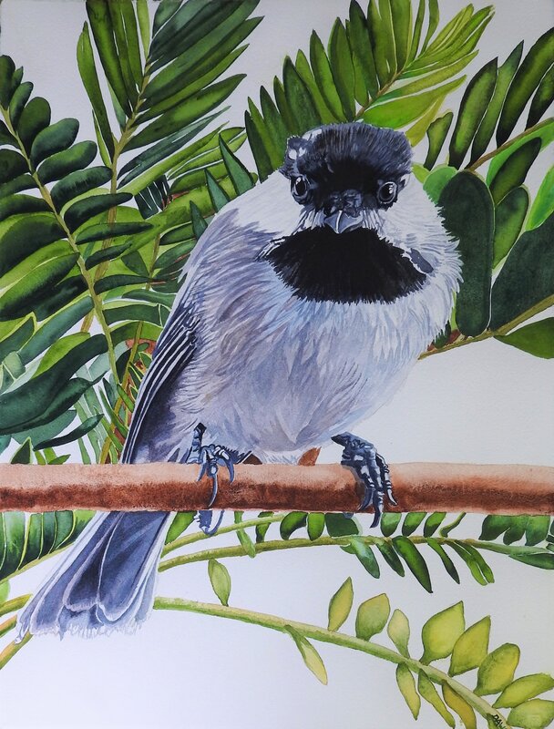 Carol Dawson, ‘Big Hello: Chickadee’, 2020, Painting, Watercolor, Wally Workman Gallery
