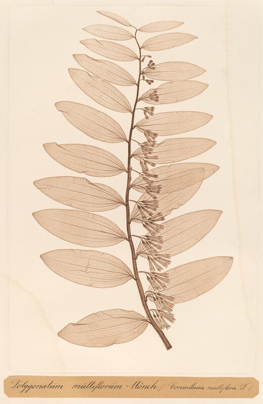 Constetin von Ettinghausen and Alois Pokorny, ‘Polygonatum multiflorum Monch’, 1856, Print, Nature print//dried &amp; pressed plant is rolled between a copper &amp; lead plate; lead plate is electroplated &amp; printed intaglio, National Gallery of Art, Washington, D.C.