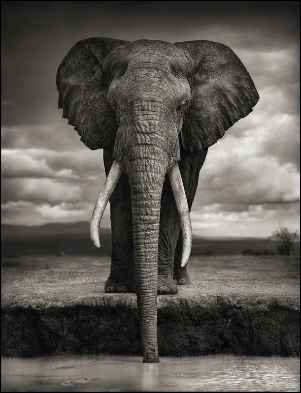Nick Brandt, ‘Elephant Drinking, Amboseli ’, 2007, Photography, Platinum print, Edwynn Houk Gallery
