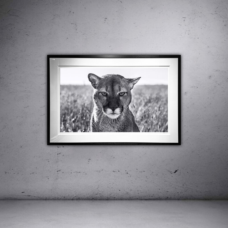 David Yarrow, ‘Smokey the Mountain Lion’, 2022, Photography, Archival Pigment, Off-Piste Fine Arts