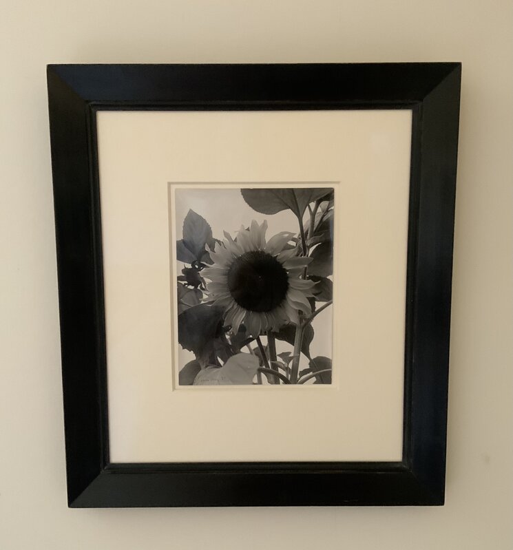 Man Ray, ‘Sunflower’, 1930, Photography, Vintage silver gelatin print, Grob Gallery