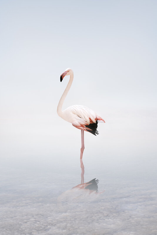 Alice Zilberberg, ‘Wondering White Flamingo’, 2020, Photography, Archival Pigment Ink, photo-eye Gallery