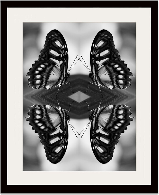 Indira Cesarine, ‘Papiliones No 8 ’, 2016, Photography, Museum Archival Photographic Print on Fine Art Paper, The Untitled Space