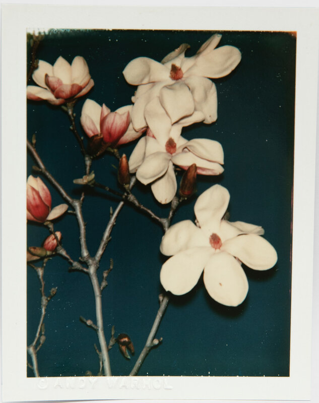 Andy Warhol, ‘Andy Warhol, Polaroid Photograph of Flowers, 1980’, 1980, Photography, Polaroid, Hedges Projects