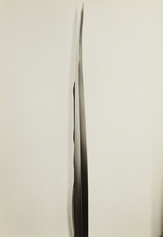 Imogen Cunningham, ‘Flax’, ca. 1926, Photography, Gelatin silver print, Phillips