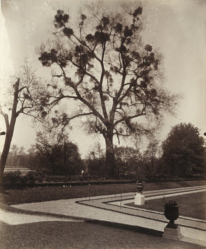 Eugène Atget, ‘'Arbre avec Gui Mistletoe'’, 1921, Photography, Albumen print, Sotheby's