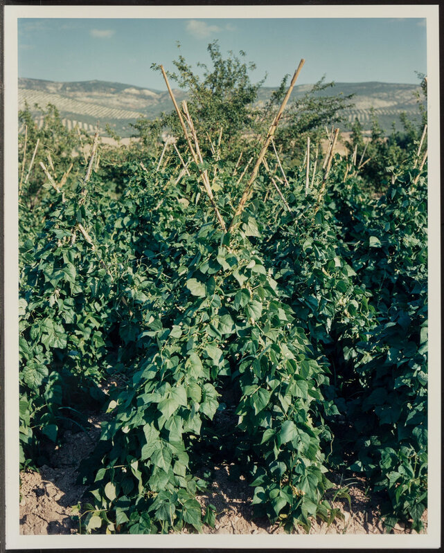 Tod Papageorge, ‘Five Views of Spanish Landscapes (5 works)’, 1989, Photography, Dye coupler, Heritage Auctions