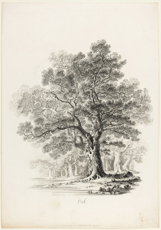John Martin (1789-1854), ‘Oak’, 1817, Print, Etching on paper, Hill-Stone, Inc.