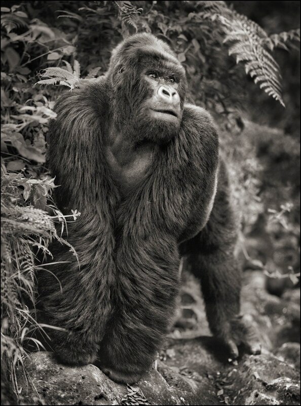 Nick Brandt, ‘Gorilla on Rock, Parc des Volcans 2008’, 2008, Photography, Archival Pigment Ink Print, photo-eye Gallery