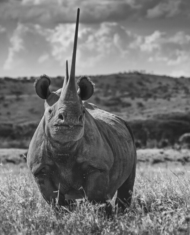 David Yarrow, ‘Unforgiven Rhino’, 2017, Photography, Archival Pigment Print, CAMERA WORK