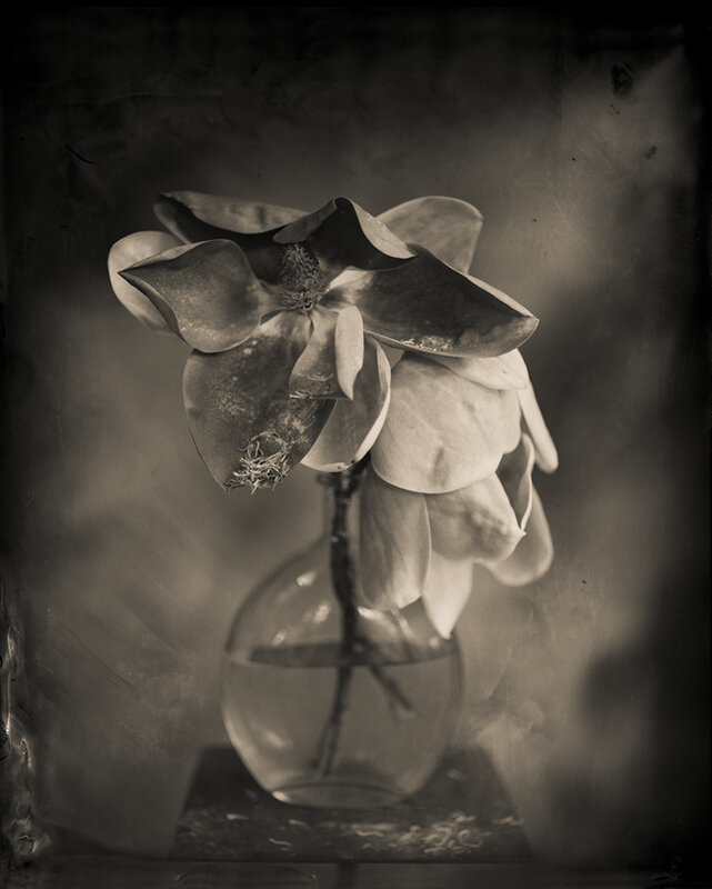 Keith Carter, ‘Magnolia’, 2014, Photography, Archival pigment print, PDNB Gallery