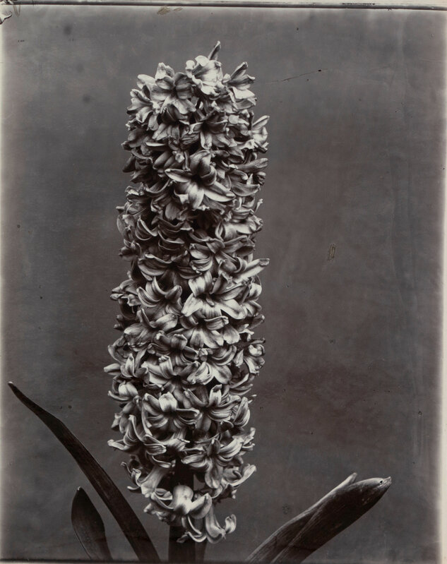 Charles Jones (1866-1959), ‘Hyacinth’, c. 1900, Photography, Gold toned silver gelatin print, Michael Hoppen Gallery