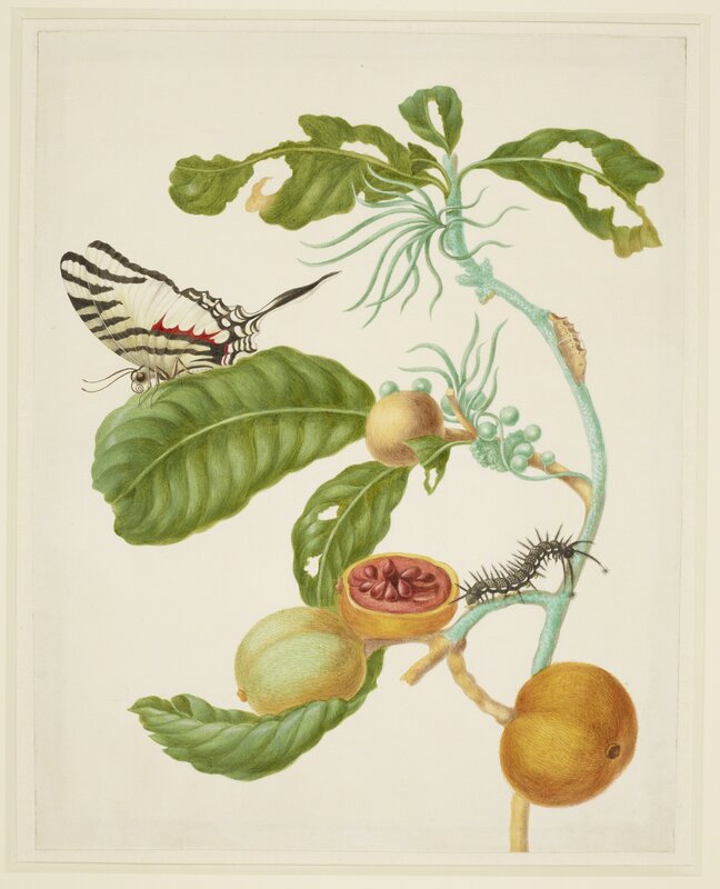 Maria Sibylla Merian, ‘Branch of Duroia eriopila with Zebra Swallowtail Butterfly’, 1702-1703, Drawing, Collage or other Work on Paper, Royal Collection Trust