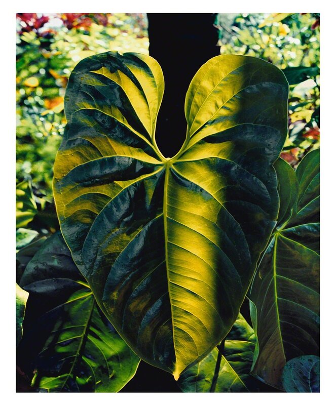 Gustavo Ten Hoever, ‘La Hoja’, 2005, Photography, Archival pigment print, ARC Fine Art LLC