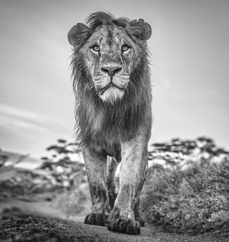 David Yarrow, ‘The Morning Show’, 2020, Photography, Archival Pigment Print, CAMERA WORK
