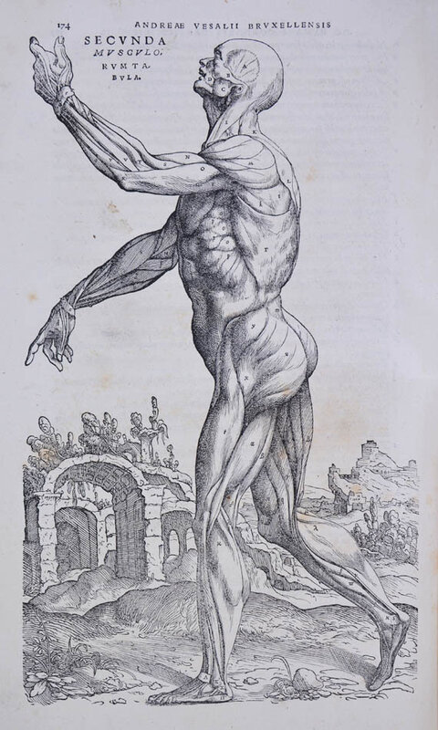 Andreas Vesalius, ‘De humani corporis fabrica libri septem.’, June-1543., Books and Portfolios, Folio, Shapero Rare Books Limited