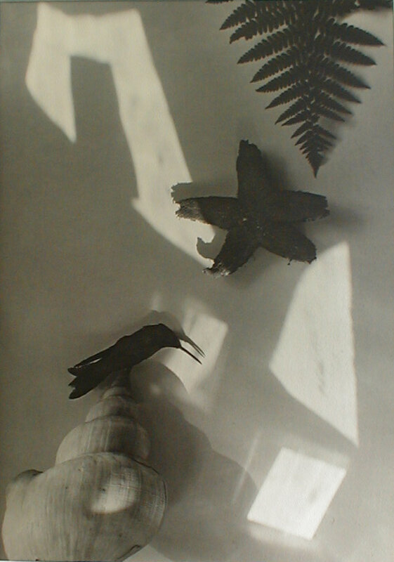Jaromír Funke, ‘Still Life (with starfish and bird)’, 1927-28/1995, Photography, Modern contact print from the original glass negative, Taguchi Fine Art