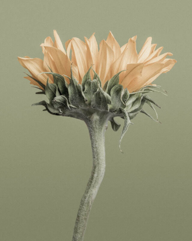 Paul Coghlin, ‘Sunflower on Green’, 2014, Photography, Archival Pigment Print on Fine Art Paper, Weston Gallery