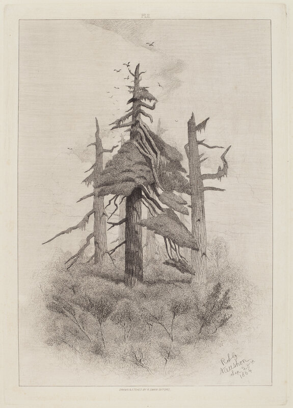 Robert Swain Gifford, ‘Old Trees at Naushon Island’, 1864, Print, Etching, National Gallery of Art, Washington, D.C.