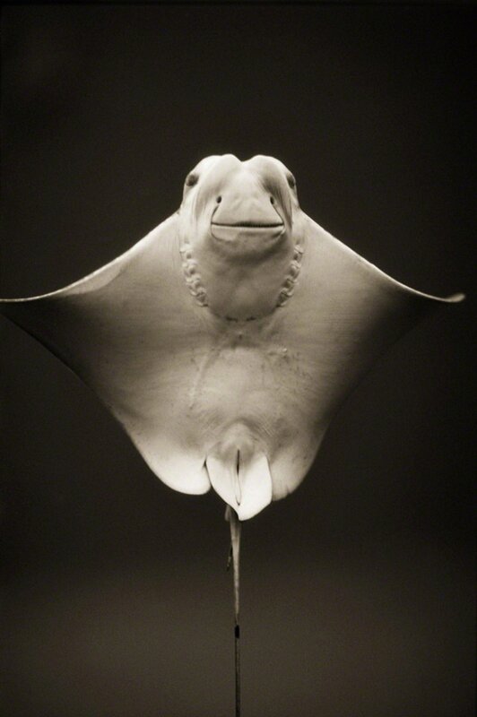 Henry Horenstein, ‘Cownose Ray (Rhinoptera bonasus)’, ca. 1995-2001, Photography, Chromogenic print, CLAMP