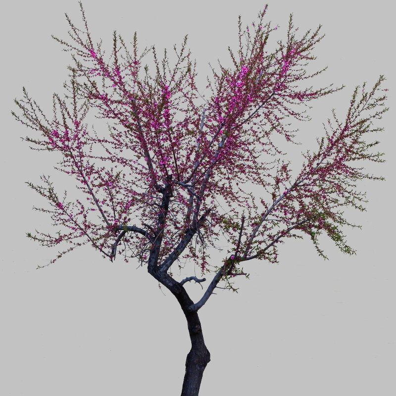 Hiroshi Watanabe, ‘TDTDC 39 (Purple Tree)’, 2011, Photography, Archival Pigment Print, photo-eye Gallery