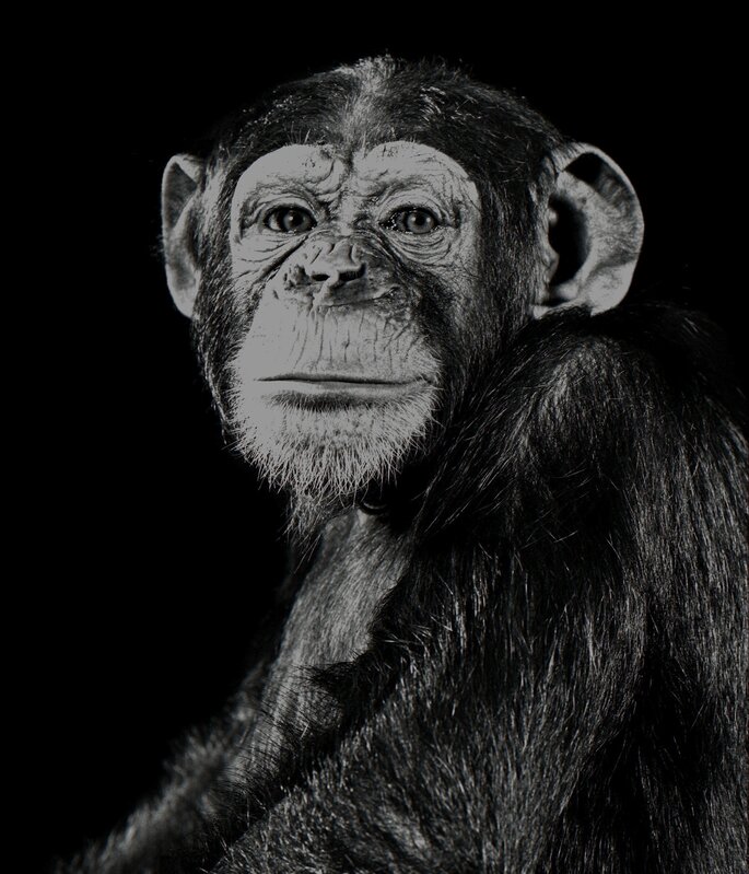Walter Schels, ‘Chimpanzee’, 1992, Photography, Archival Pigment Print on Hahnemühle Baryta, Galerie Peter Sillem