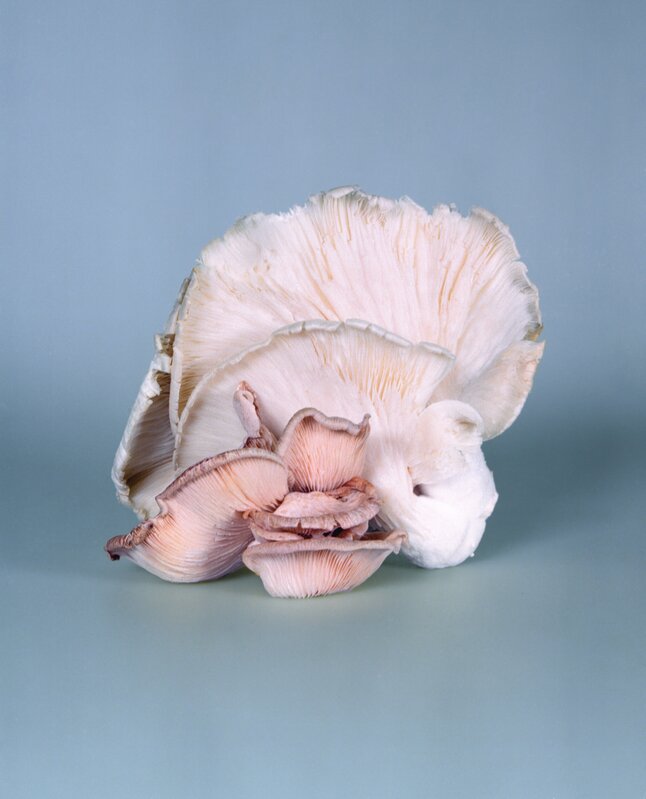 Mia Dudek, ‘Fruiting Body 2’, 2020, Photography, C-Type on Hahnemuhle Baryta Archival Paper, Wood Coated Aluminium Nielsen Frame with Museum Glass, Foco