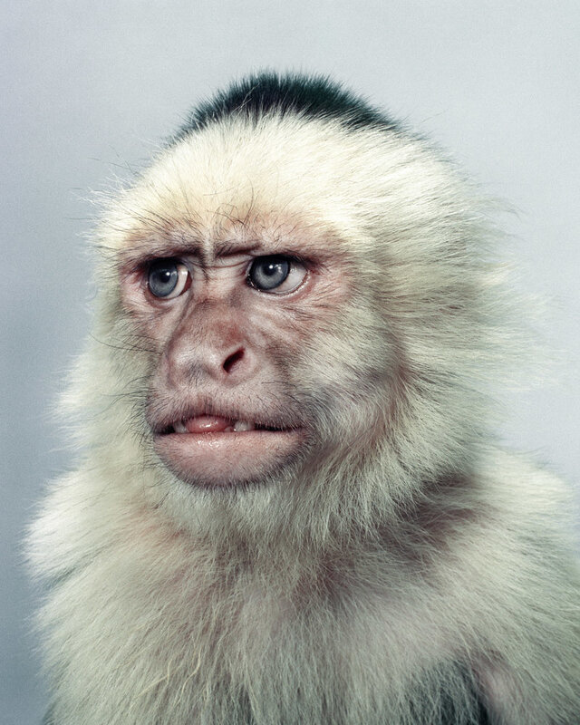 Jill Greenberg, ‘The Monkey’, 2001, Photography, Archival pigment print, CLAMP