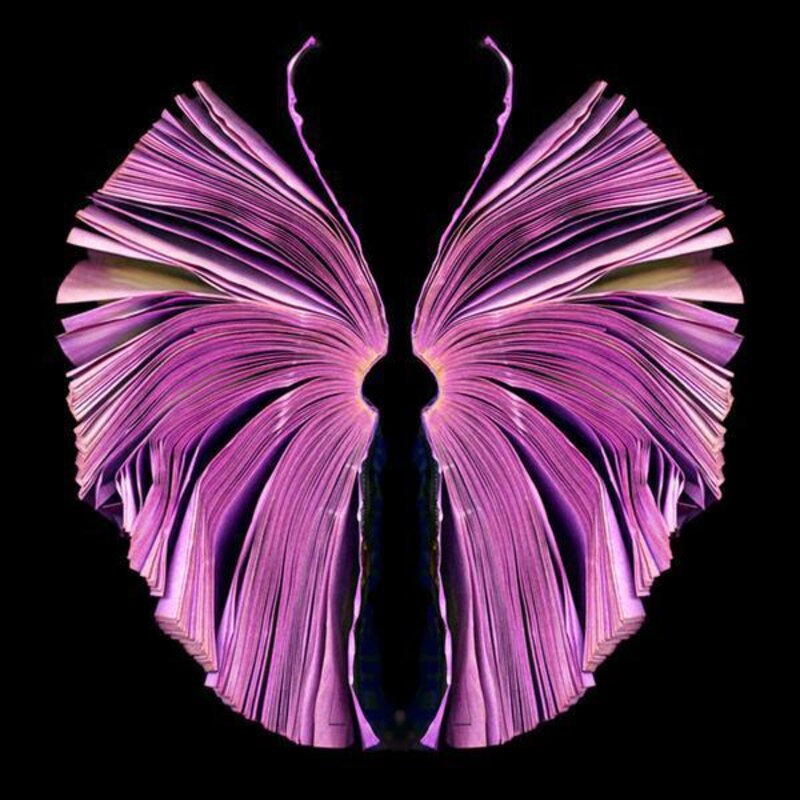 Cara Barer, ‘Pink Butterfly’, 2011, Photography, Archival Pigment Print Mounted on Archival Substrate, Framed in Black with Plexiglass, Bau-Xi Gallery