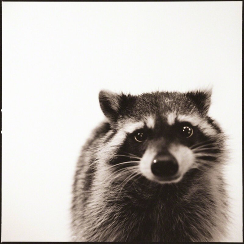 Nine Francois, ‘Raccoon’, 2015, Photography, Archival pigment print, Julie Nester Gallery
