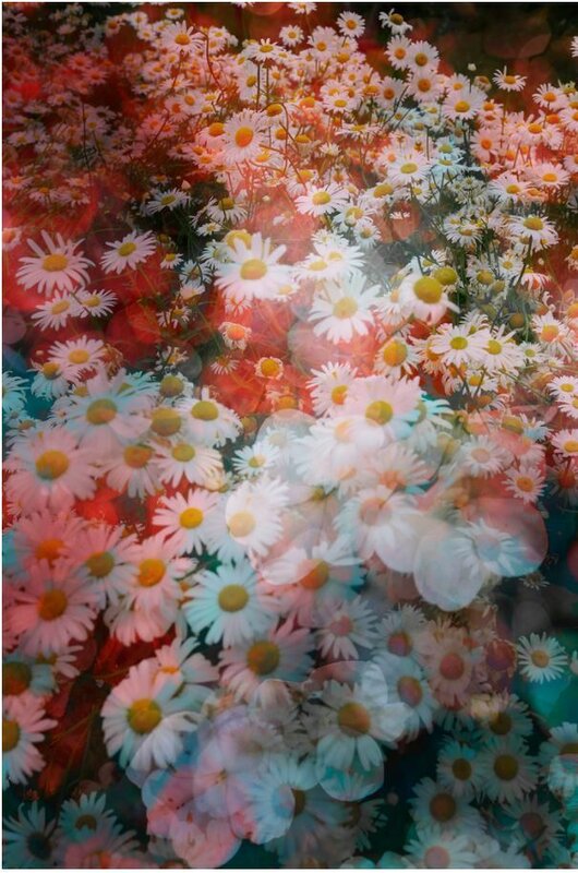 David Burdeny, ‘In Bloom 02, Shanghai, China’, 2019, Photography, Épreuve couleur / C-Print, Galerie de Bellefeuille
