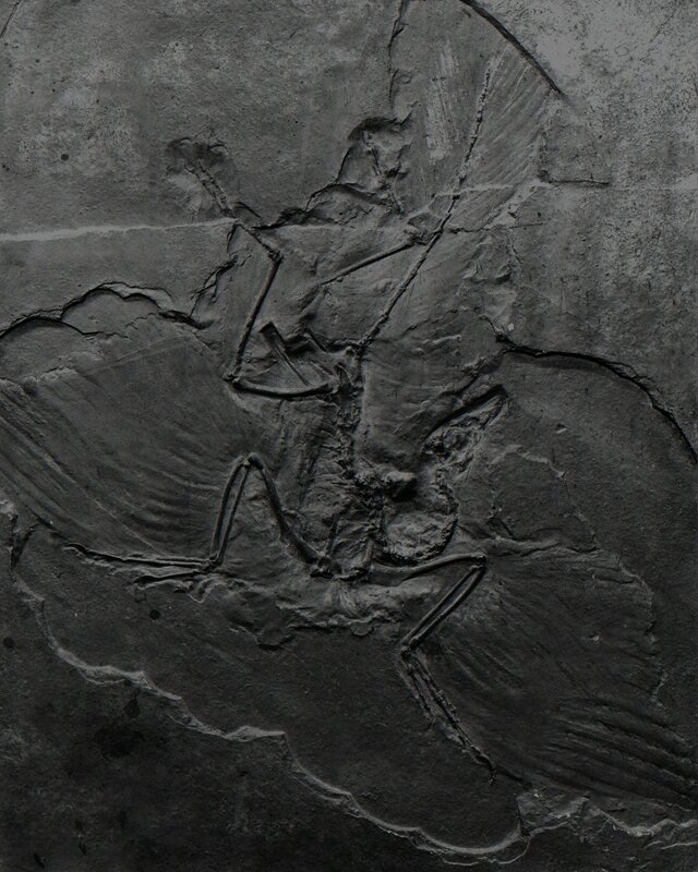 Fabio Barile, ‘Archaeopteryx fossil’, 2018, Photography, Giclée Print on Hahnemühle Photo Rag Baryta (315 g), Matèria