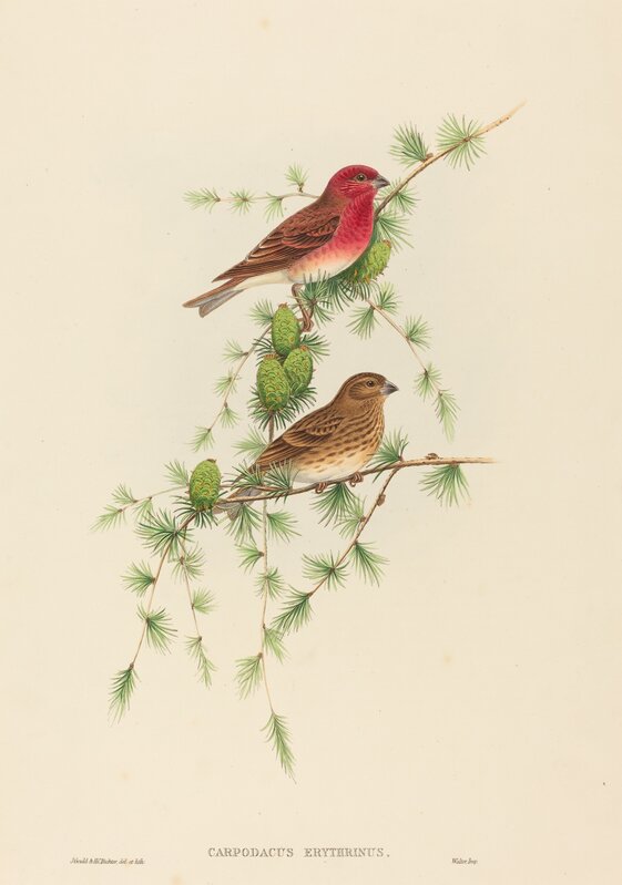 John Gould and H.C. Richter, ‘Carpodacus erythrinus (Common Rose Finch)’, Print, Hand-colored lithograph, National Gallery of Art, Washington, D.C.