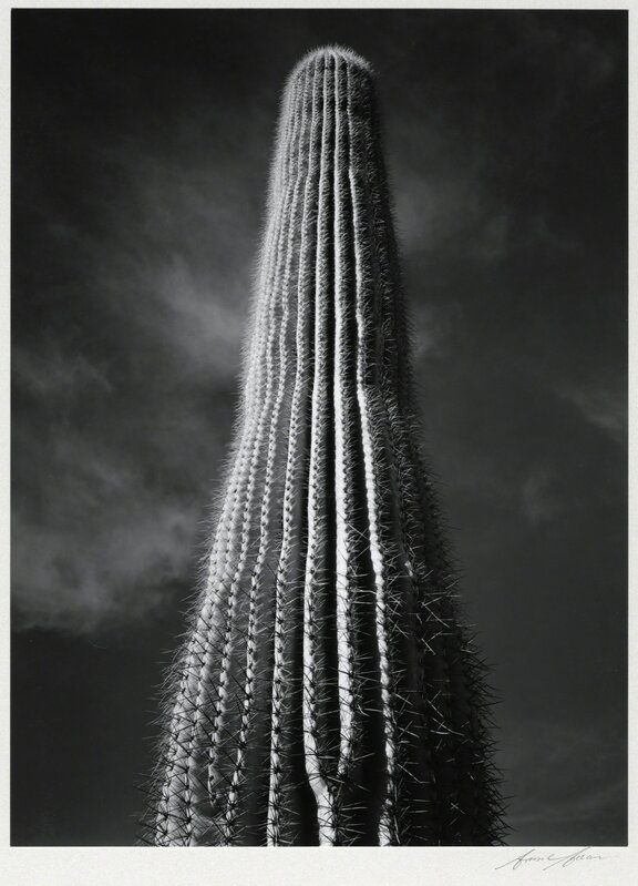 Ansel Adams, ‘Saguaro Cactus, Sunrise, Arizona’, 1946, Photography, Vintage gelatin silver print, Etherton Gallery