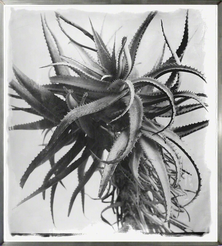 Stephen Inggs, ‘Aloe’, 2006, Photography, Hand painted silver gelatin emulsion on 100% rag paper, HackelBury Fine Art