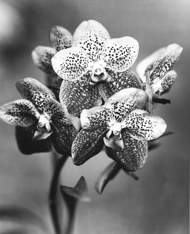 Gian Paolo Barbieri, ‘Orchidea n. 2, Seychelles’, 1984, Photography, Vintage gelatin silver print, Finarte