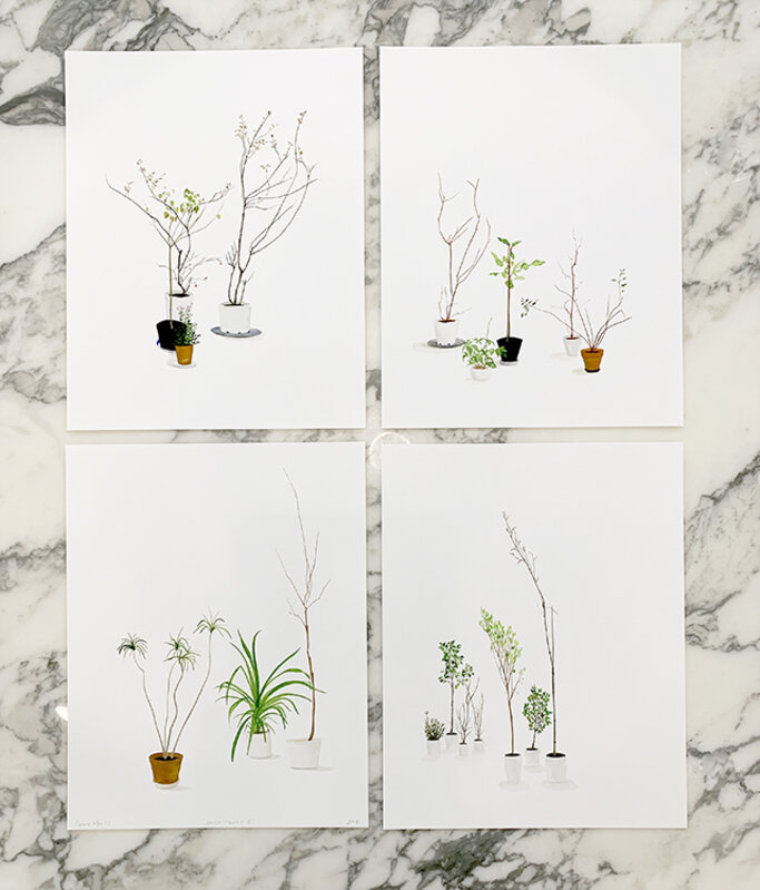 Carrie Marill, ‘House Plants (Suite of 4)’, 2020, Print, Archival pigment print, Lisa Sette Gallery