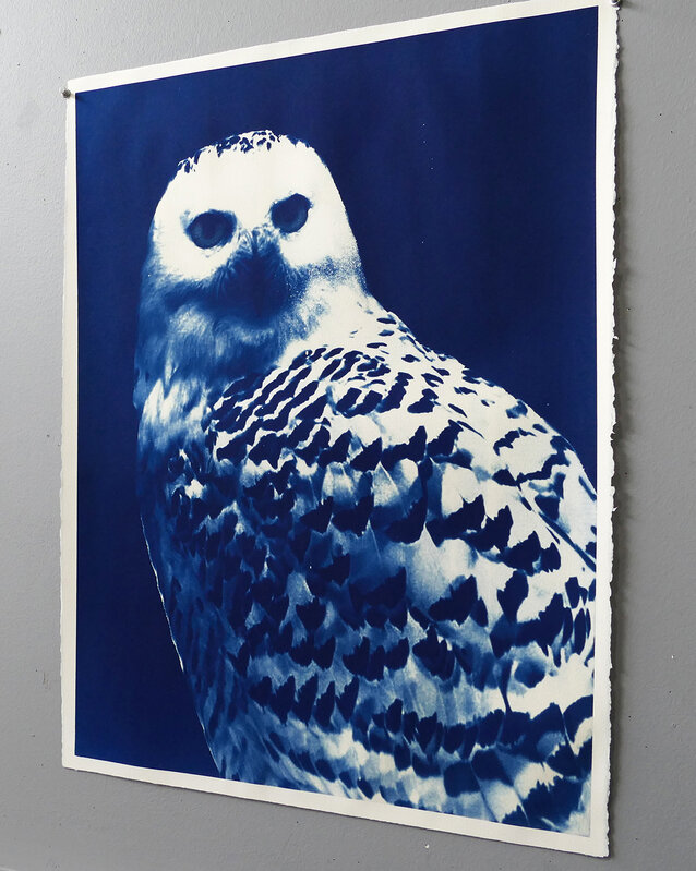 Mariano Chavez, ‘Owl’, 2019, Photography, Cyanotype Arches watercolor paper, James May Gallery