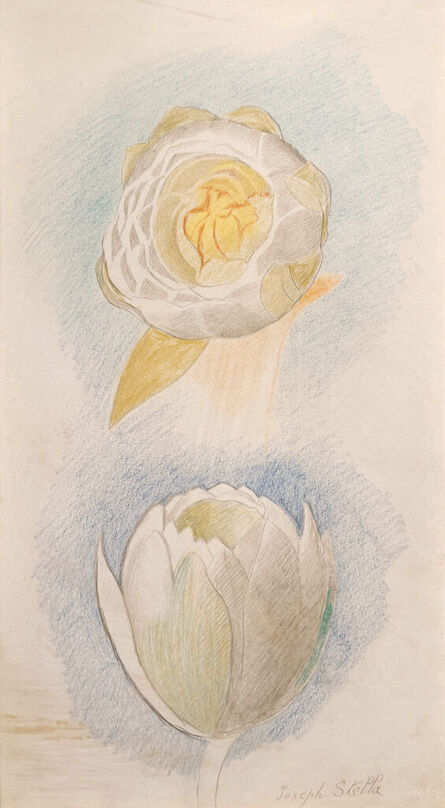 Joseph Stella, ‘Two Flowers’, n.d.
