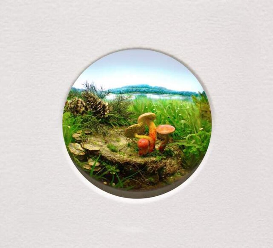 B-color-bolete