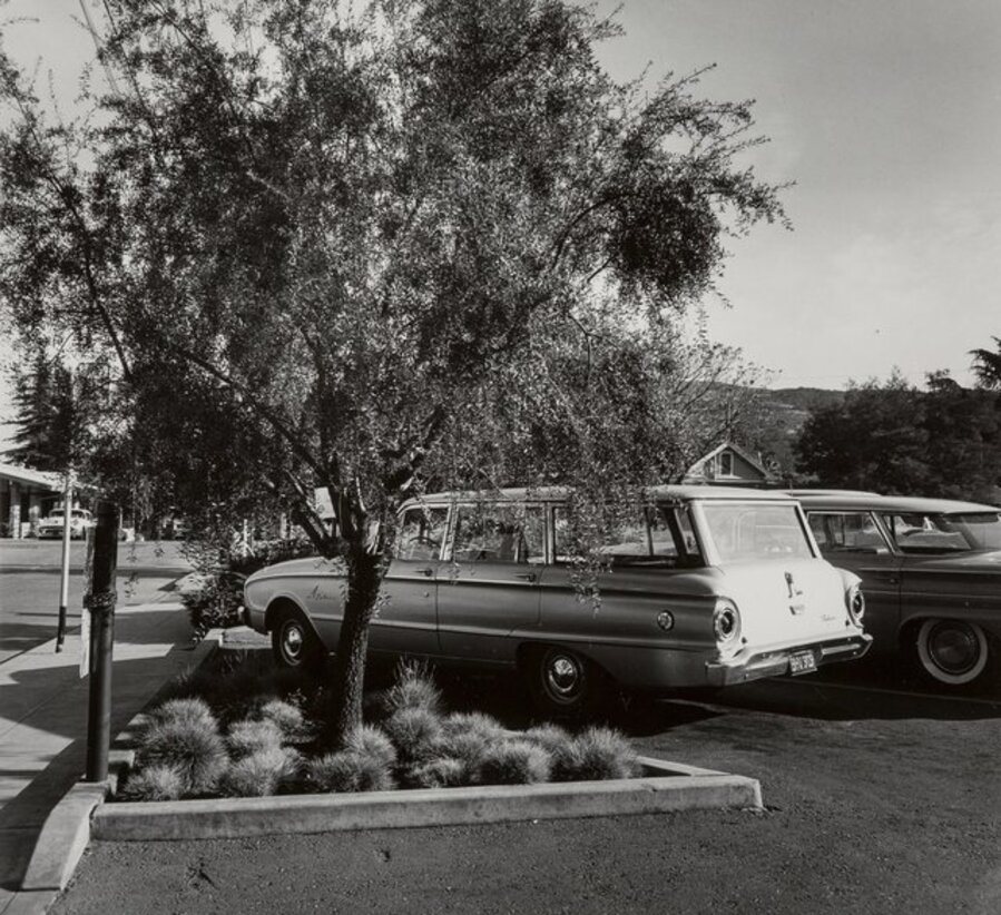 Parking Lot Tree
